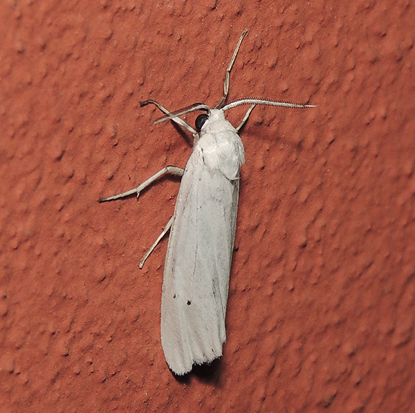 Coscinia cribaria Erebidae